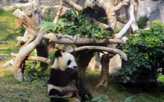 Павильон с пандами